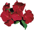 Park Seed Morning Glory Vine Flower Plant Seeds, Easy to Grow, Perfect for Spring Garden, Scarlet O'Hara, Pack of 25