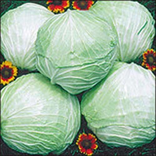 Cabbage Late Flat Dutch Great Heirloom Vegetable by Seed Kingdom Bulk 12,000 Seeds