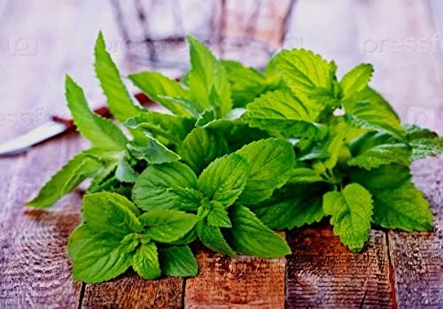 Peppermint Seeds for Planting Outdoors and Indoors 500+ Non-GMO Seeds for Herb Garden