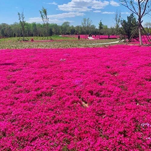 Red Creeping Thyme Seeds for Planting 20000+ Non-GMO Perennial Flower Seeds Landscaping Ground Cover, Easy to Grow