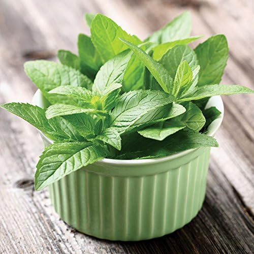 Park Seeds Mint Seeds, Varies of Fragrant Herb and Ornamental Garden Staple, Peppermint, Pack of 100