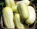 30 White Wonder Sweet Cucumber Seeds, Heirloom Non-GMO, a.k.a. Albino, Ivory King, Jack Frost, Landreths White Slicing, Cucumis sativus, from USA