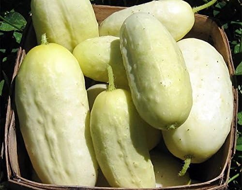30 White Wonder Sweet Cucumber Seeds, Heirloom Non-GMO, a.k.a. Albino, Ivory King, Jack Frost, Landreths White Slicing, Cucumis sativus, from USA