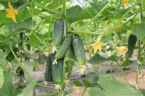 Seeds Vegetable Cucumber Vine Grape F1 Green - 20 Seeds