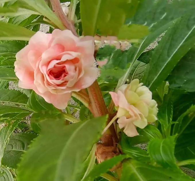100+ Camelia Flowered Mix Impatiens Seeds Impatiens Balsamina Flowers Garden Planting