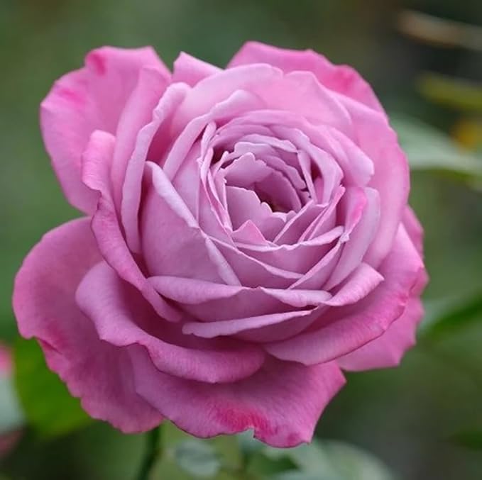 100 Mixed Color Rose Seeds Bush Flowers Garden Planting