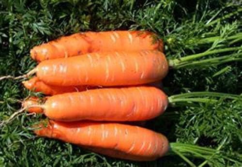 Giant Carrot Seeds Red Vegetable for Planting Giant Non GMO 2000 Seeds