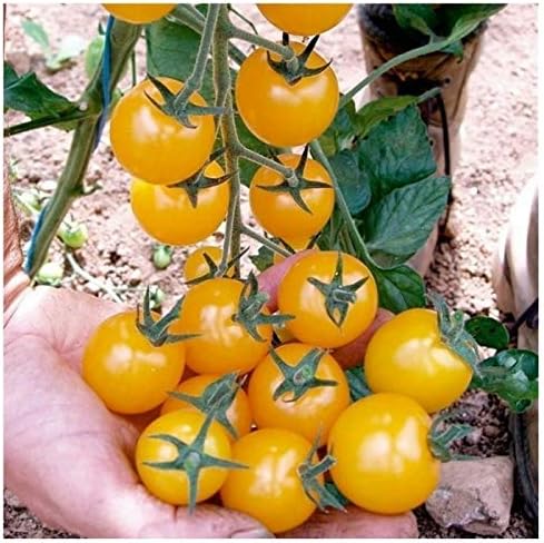 Seeds Vegetable Indoor Tomato Yellow Dwarf - 25 Seeds