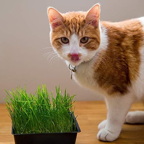 Organic Cat Grass Seeds – Non-GMO Hard Red Wheatgrass Seeds for Cats, Dogs, Rabbits – Grows in Cat Grass Kits – 12 oz