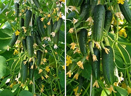 Seeds Vegetable Cucumber Vine Grape F1 Green - 20 Seeds