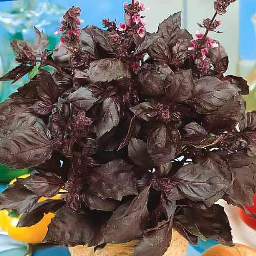 NIKA SEEDS - Seeds Herb Purple Indoor Basil Opal - 300 Seeds