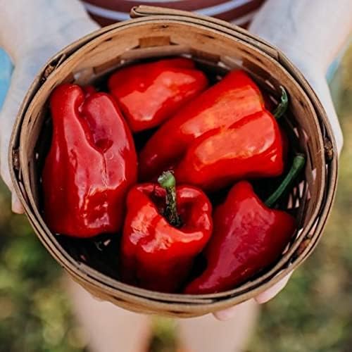 Ausilio Thin Skin Italian Chile Pepper - 25 Seeds - Rare Heirloom & Open-Pollinated Variety, Non-GMO Vegetable Seeds for Planting in The Home Garden, Thresh Seed Company