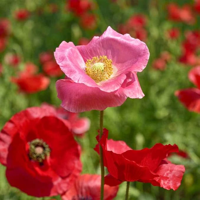 Outsidepride Shirley Poppy Seeds for Planting - 5 lbs Annual, Drought-Tolerant & Easy to Grow Wildflower Seeds with Vibrant Mix Blooms for Landscaping, & Pollinator Garden