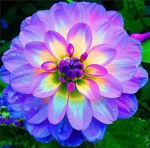100+ Rare Mix Dahlia Flower Seeds - Easy to Grow Dahlia Flower Seeds. Grow Beautiful Dahlias