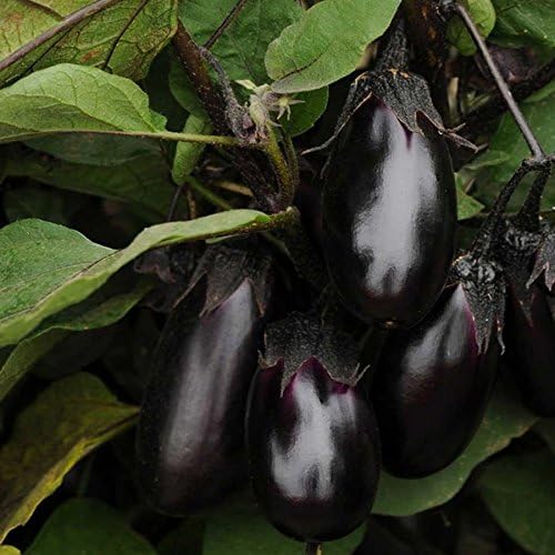 Park Seed Variety of Eggplant Vegetable Seeds, Plant Seeds, Easy to Grow, Perfect for Harvesting, Patio Baby, Pack of 15