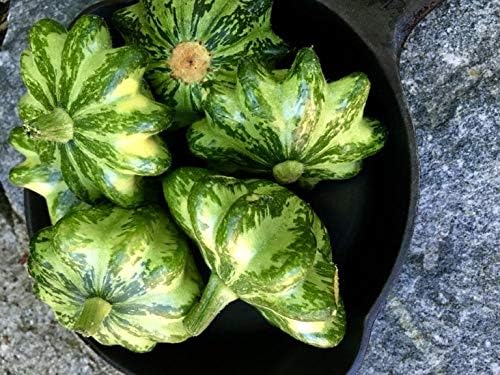 CEMEHA SEEDS - Seeds Scallopini Squash Patty Pan Zucchini Green Non GMO Vegetable for Planting