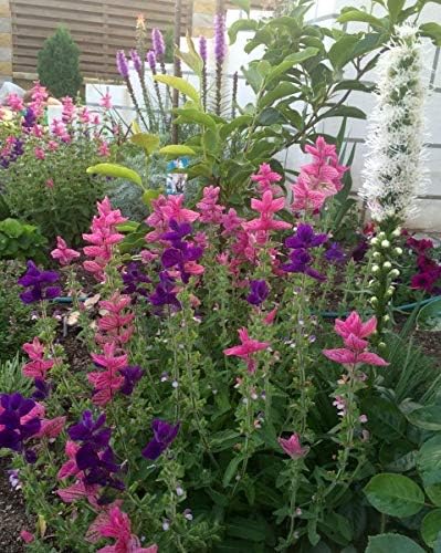 NIKA SEEDS - Seeds Flowers Clary Tricolor Mix Annual - 100 Seeds