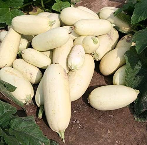 Seeds4planting - Seeds Zucchini Mush Bush White Giant Heirloom Non GMO