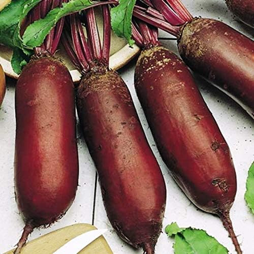 CEMEHA SEEDS - Seeds Beet Long Beetroot Dark Rival Red Non GMO Vegetable for Planting