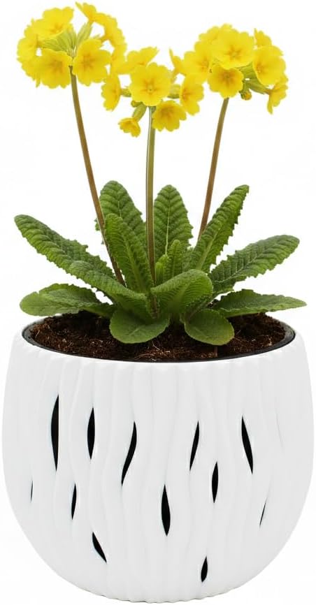 BUZZY Seeds Primrose Flower Grow Kit, White Wavy Pot, Mini Indoor Garden, Easy-to-Grow Decorative Planter for Desk, Windowsill or Small Spaces, Holiday Present, Birthday Gift for Women
