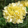 Park Seed Sugar & Spice White Marigold Seeds – Large Double Blooms on Compact African Marigolds, Heat-Tolerant, Pollinator-Friendly, Great for Beds or Arrangements – Pack of 25
