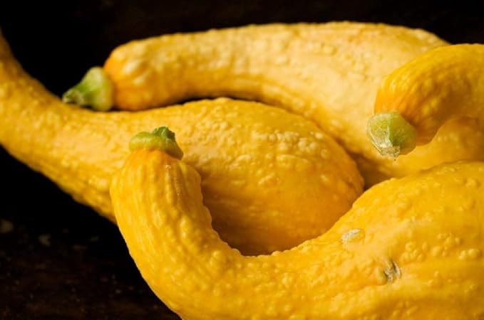 Golden Crookneck Squash Seeds,50 Count COOL BEANS N SPROUTS Brand. Heirloom. Non-GMO. Home Gardening.