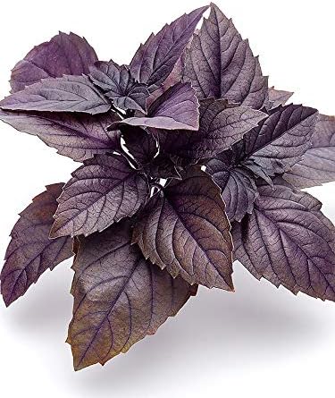 CEMEHA SEEDS - Seeds Purple Basil Indoor Non GMO Herbs for Planting