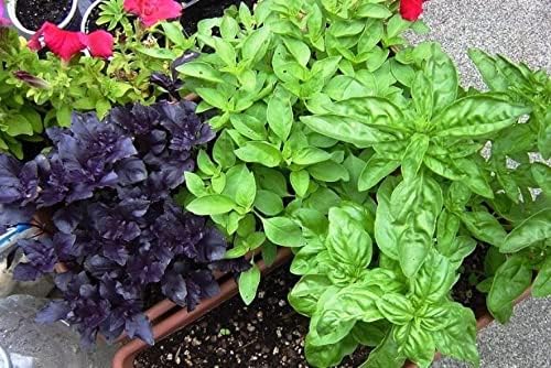 SeedsUP - 700+ Seeds Basil Indoor Sweet Ornamental (Genovese, Corsican, Lemon, Lime and Other) - Herb Mix