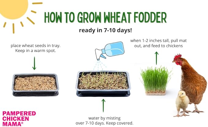 Fodder Seeds for Chickens (3 pounds), Pasture Grass Seed, Wheat Grass Seeds for Growing, Wheat Seeds for Fodder | Pampered Chicken Mama