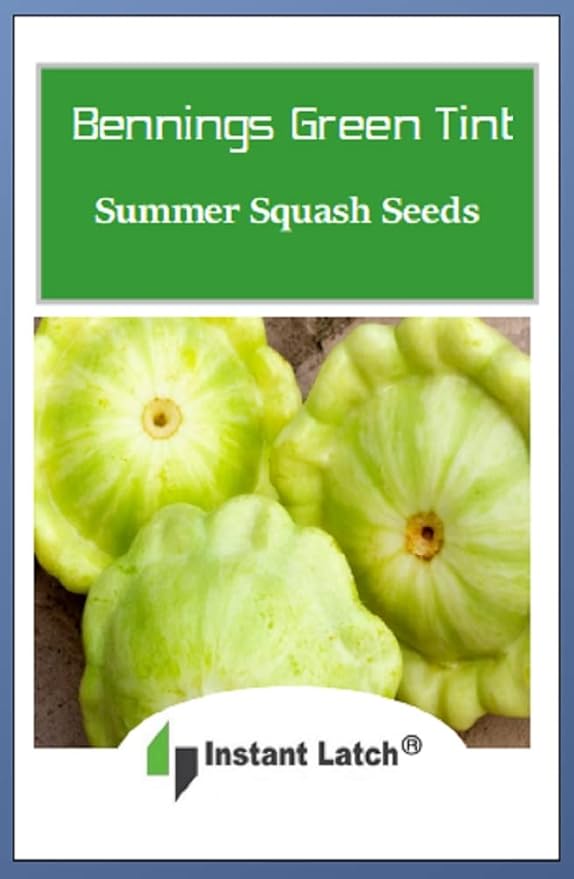 20 Bennings Green Tint Summer Squash Seeds | Non-GMO | Fresh Garden Seeds | Instant Latch