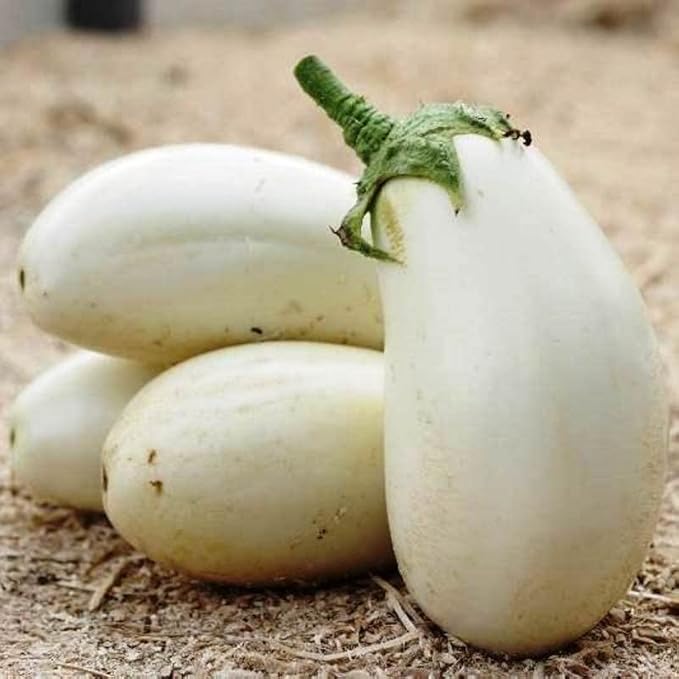 Seeds White Eggplant - Heirloom Vegetable - GMO Free