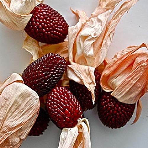 NIKA SEEDS - Seeds Vegetable Ornamental Corn Red - 10 Seeds