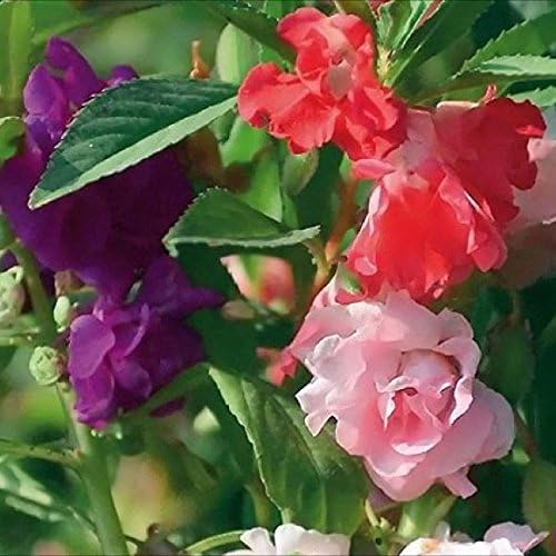 Garden Balsam Impatiens Balsamina 50+ Seeds Garden Seeds for Planting Flowers