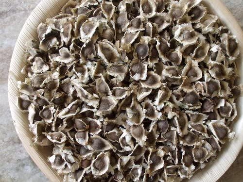 100 Moringa Seeds Approx | Moringa Seeds for Planting | Edible, Excellent Germination | Premium Grade PKM1 | Semillas de Moringaa Seed for Eating | Malunggay