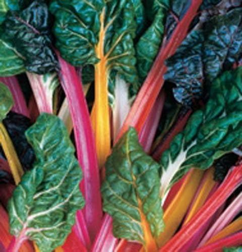 Swiss Chard Rainbow Mixture Garden Heirloom Vegetable by Seed Kingdom Bulk 1 Lb Seeds