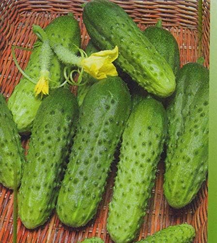 CEMEHA SEEDS Cucumber Titus F1 Vine Open-pollinated Non-GMO Vegetable Heirloom for Planting