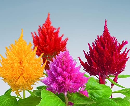 Celosia Plumosa Mix Plumed Cockscomb Celosia Argentea 200+ Seeds Garden Flower Seeds Multicolor