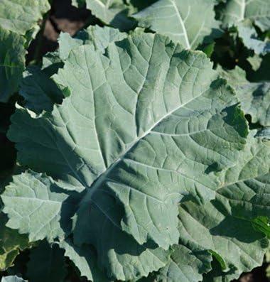 Kale Premier Great Heirloom Vegetable by Seed Kingdom Bulk 30,000 Seeds