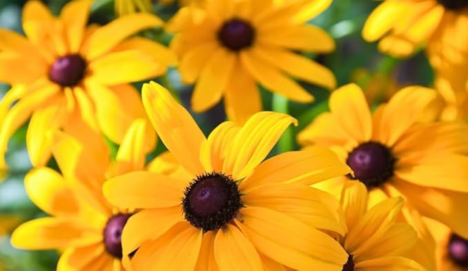 100PCS Black Eyed Susan Seeds Native Wildflower Gardening Plant Seeds for Flower Gardens