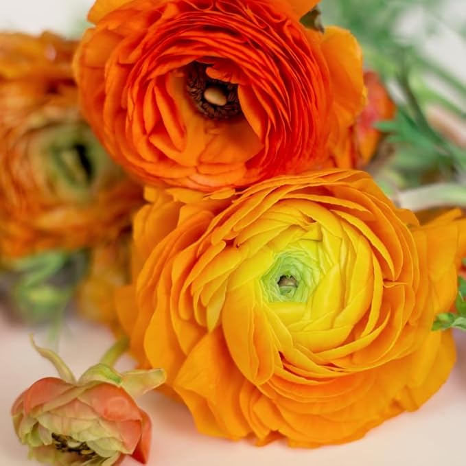 Pack 25 Ranunculus Bulbs for Planting, Orange Ranunculus Corms, Butterfly Ranunculus Flowers Bulbs to Grow, Peony Buttercup Ranunculus