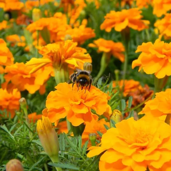 Premium Marigold Mix Seeds (1000 Count) - Hardy Annual Flower Seeds, Long-Blooming Ornamental for Garden Beds, Pots, Patios