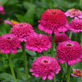 Eden Brothers Zinnia Seeds - Zinderella Purple, Non-GMO Seeds for Planting, Packet | Low-Maintenance Flower Seeds, Plant During Spring, Zones 2, 3, 4, 5, 6, 7, 8, 9, 10, 11