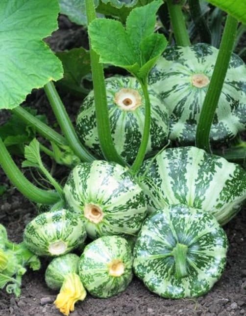 SeedsUP - 30+ Seeds Patty Pan Squash - Vegetable Green