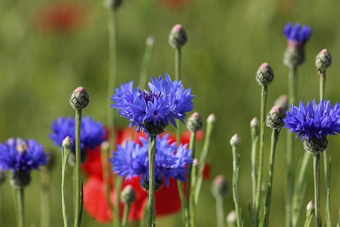 2000 Cornflower Seeds for Planting, Bachelor Button Blue Flower Seeds, Flower Seeds to Plant Outside, Perennial Wildflower Seeds