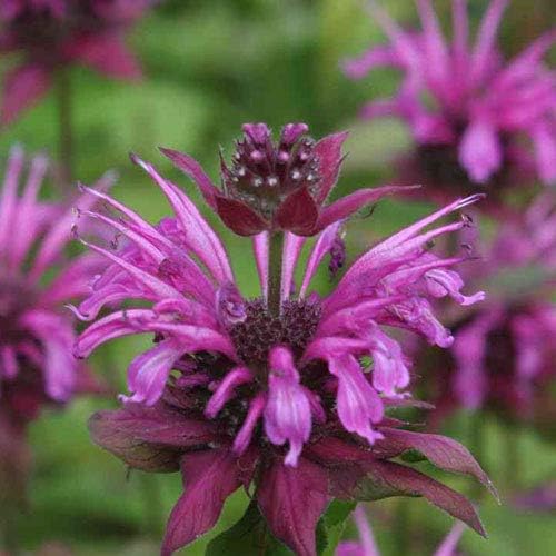 NIKA SEEDS - Seeds Herb Lemon Bee Balm (Lemon Mint) Medicinal - 300 Seeds
