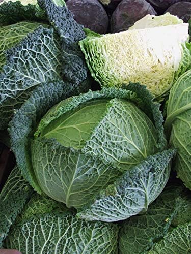 Seeds Savoy Cabbage Vertus Beautiful Heirloom Vegetable for Planting Non GMO