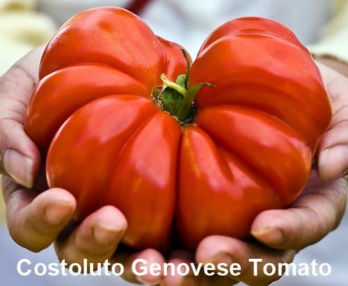 Mixed Seeds 30 Giant Tomato Seeds, Mix of 19 Varieties, Heirloom Non-GMO, Brandywine Black, Red, Yellow and Pink, Mr. Stripey, Old German, Black Krim, from USA Solanum lycoperscium