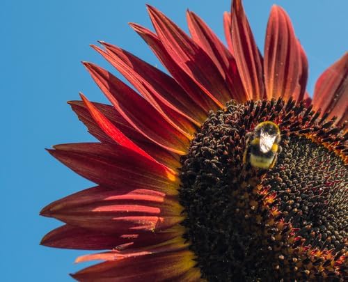 Seed Packets for Planting Red Sunflowers in Home Outdoor Garden - Heirloom Non-GMO Flower Seed Packets