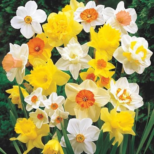 Daffodil Mix Bulbs for Planting - Easy to Grow Perennial Flowers for Garden or Containers (25 Bulbs)