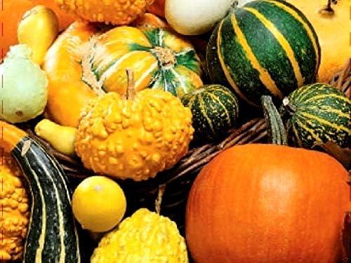 Decorative Pumpkin Seed Mix Ornamental Squash Gourd Mix 10 Non-GMO Seeds for Planting